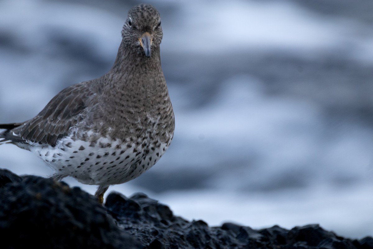 jespák příbojový - ML647452052