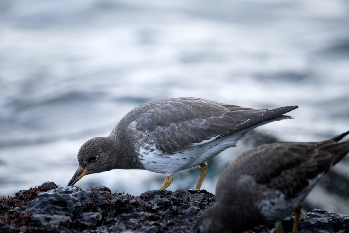 jespák příbojový - ML647452053