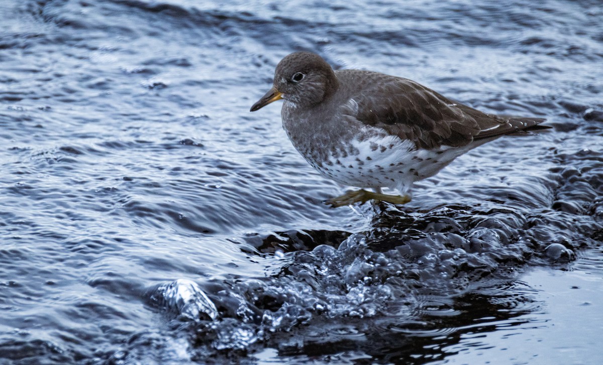 jespák příbojový - ML647452054