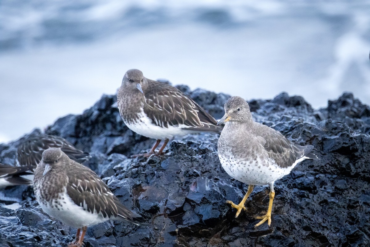 jespák příbojový - ML647452055