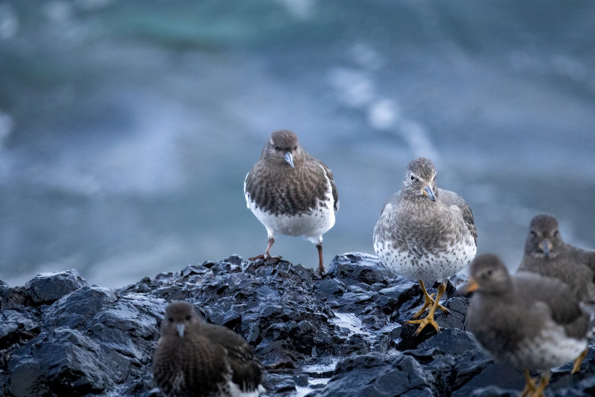 jespák příbojový - ML647452056