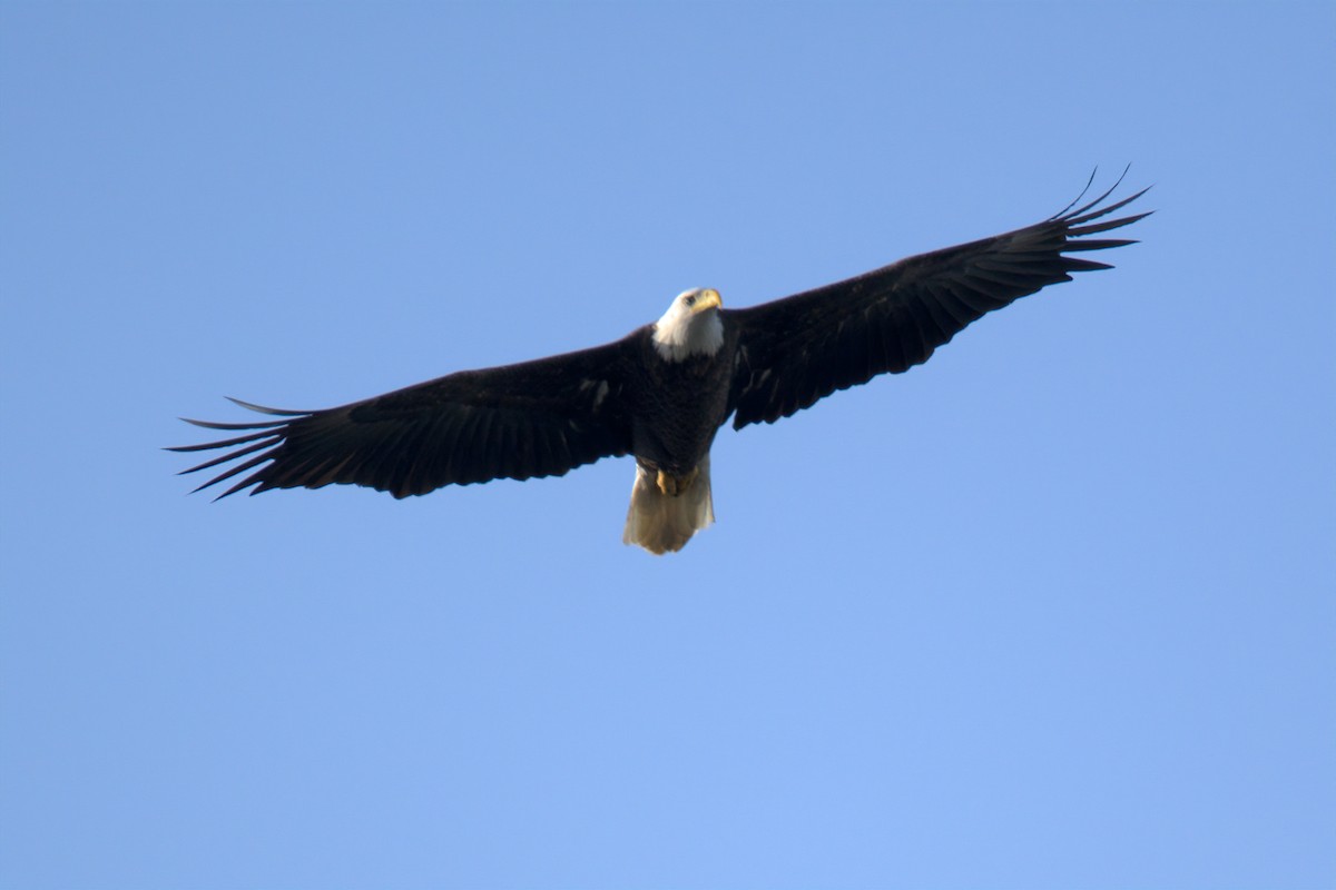 Bald Eagle - ML647452083