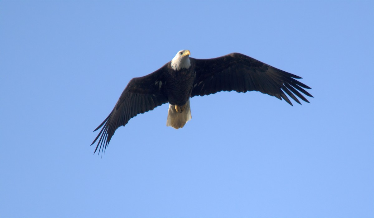Bald Eagle - ML647452085
