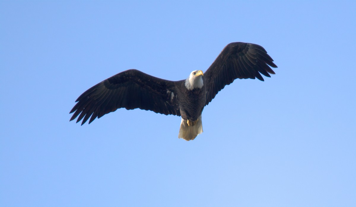 Bald Eagle - ML647452088