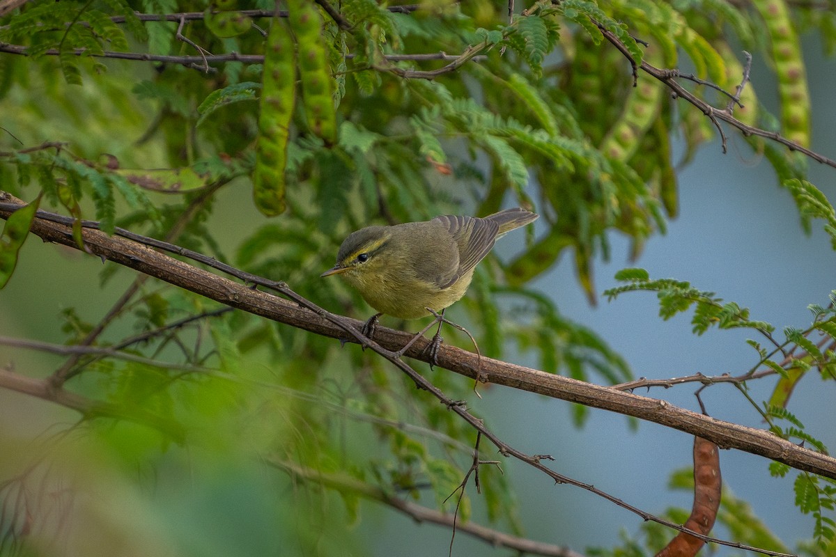 Tickell Çıvgını - ML647452090