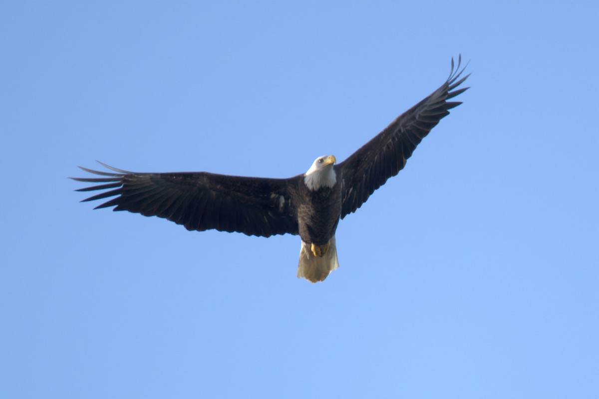 Bald Eagle - ML647452092