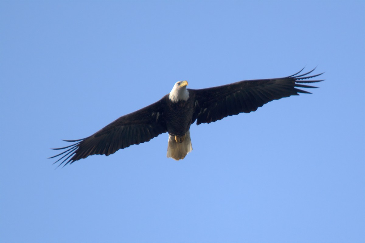Bald Eagle - ML647452094