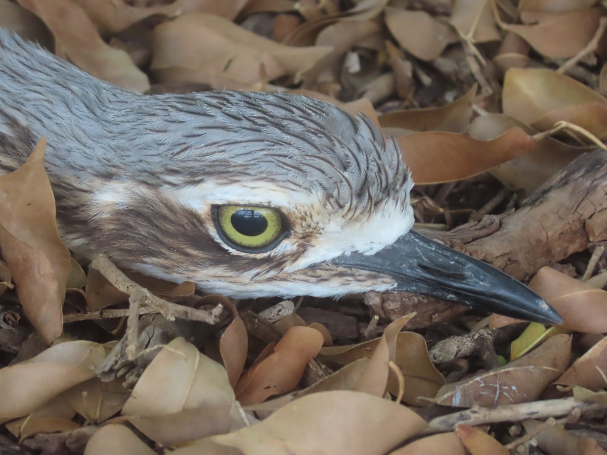Bush Thick-knee - ML647452095