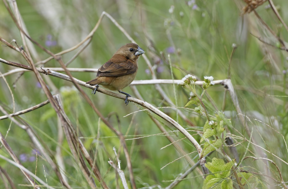 Capuchino Castaño - ML647452097