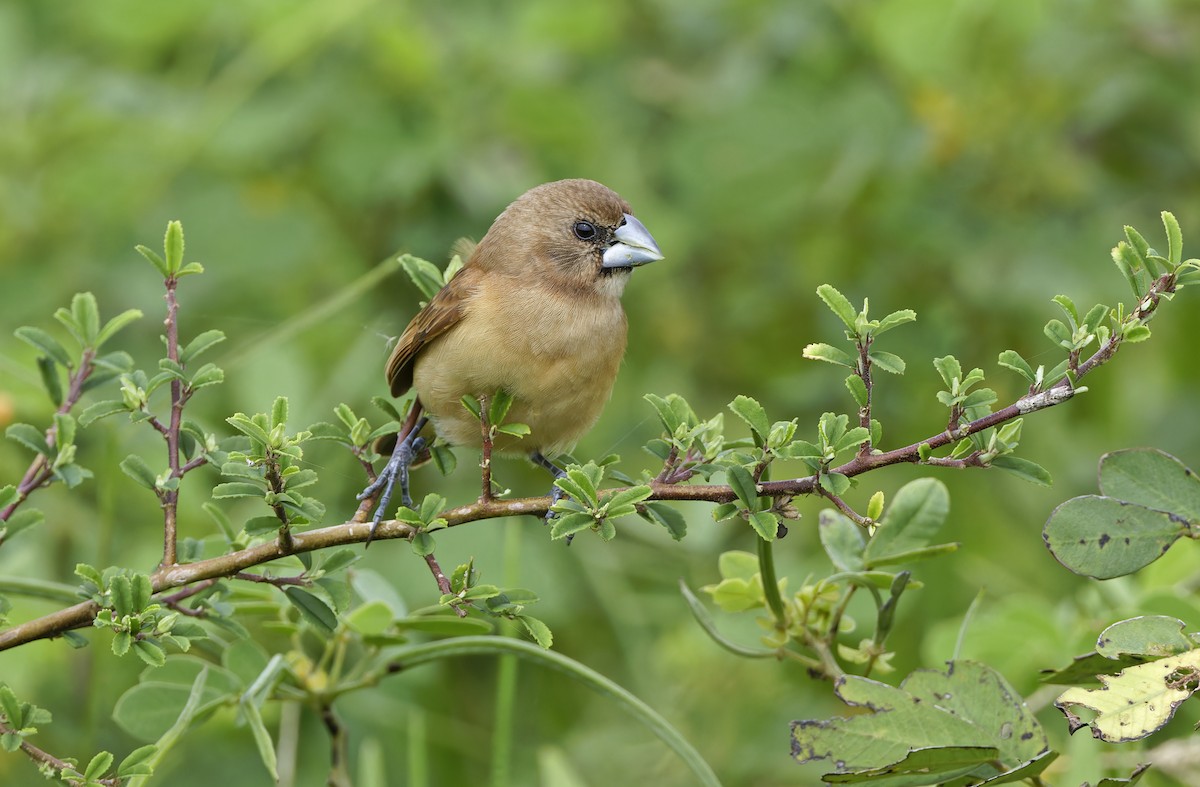 Capuchino Castaño - ML647452098