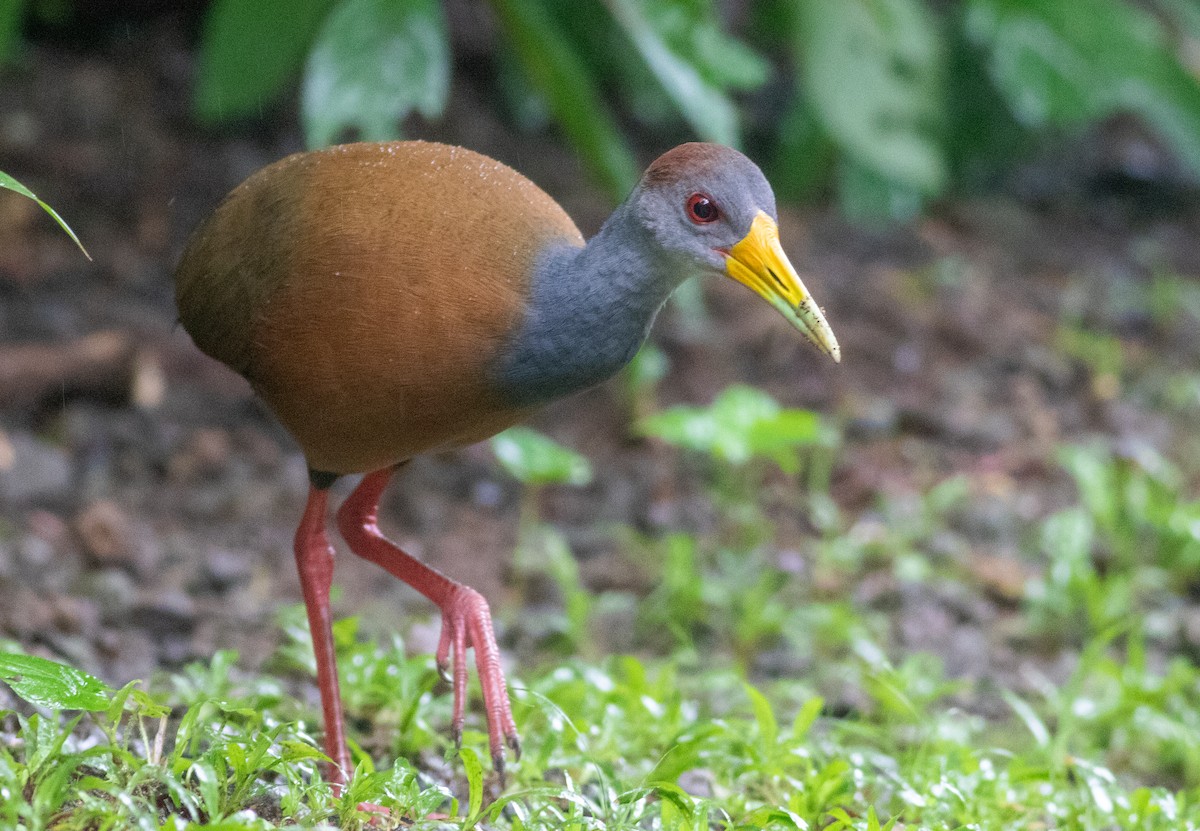 Russet-naped Wood-Rail - ML647452103
