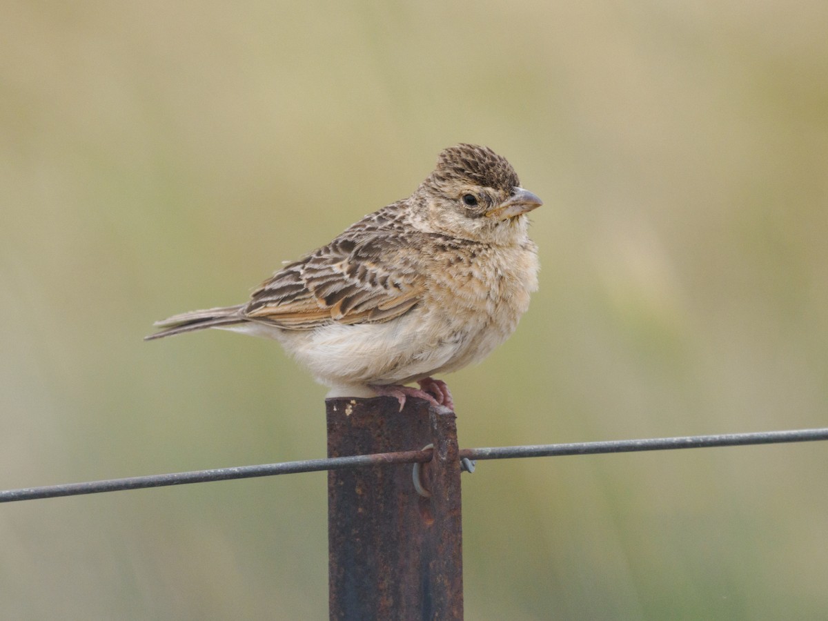 Singing Bushlark - ML647452122