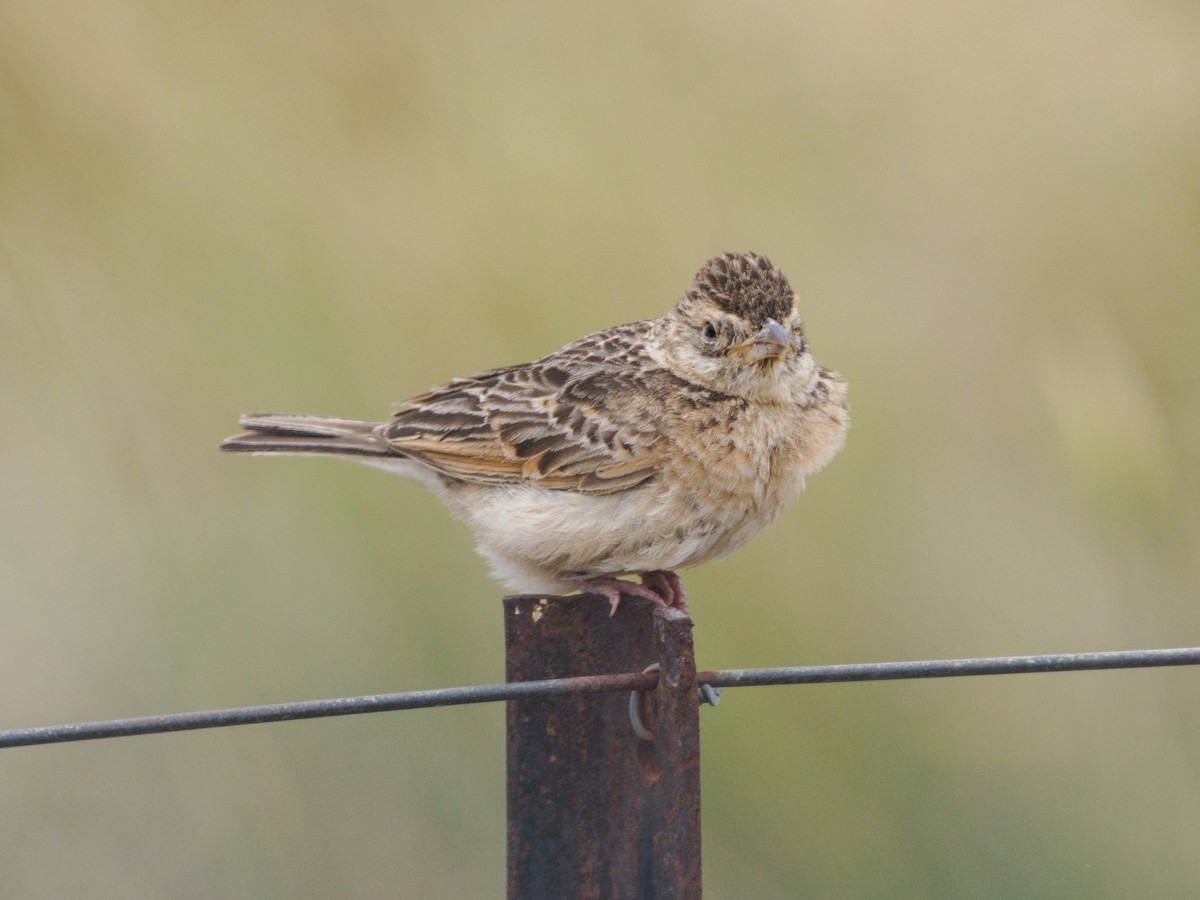 Singing Bushlark - ML647452123