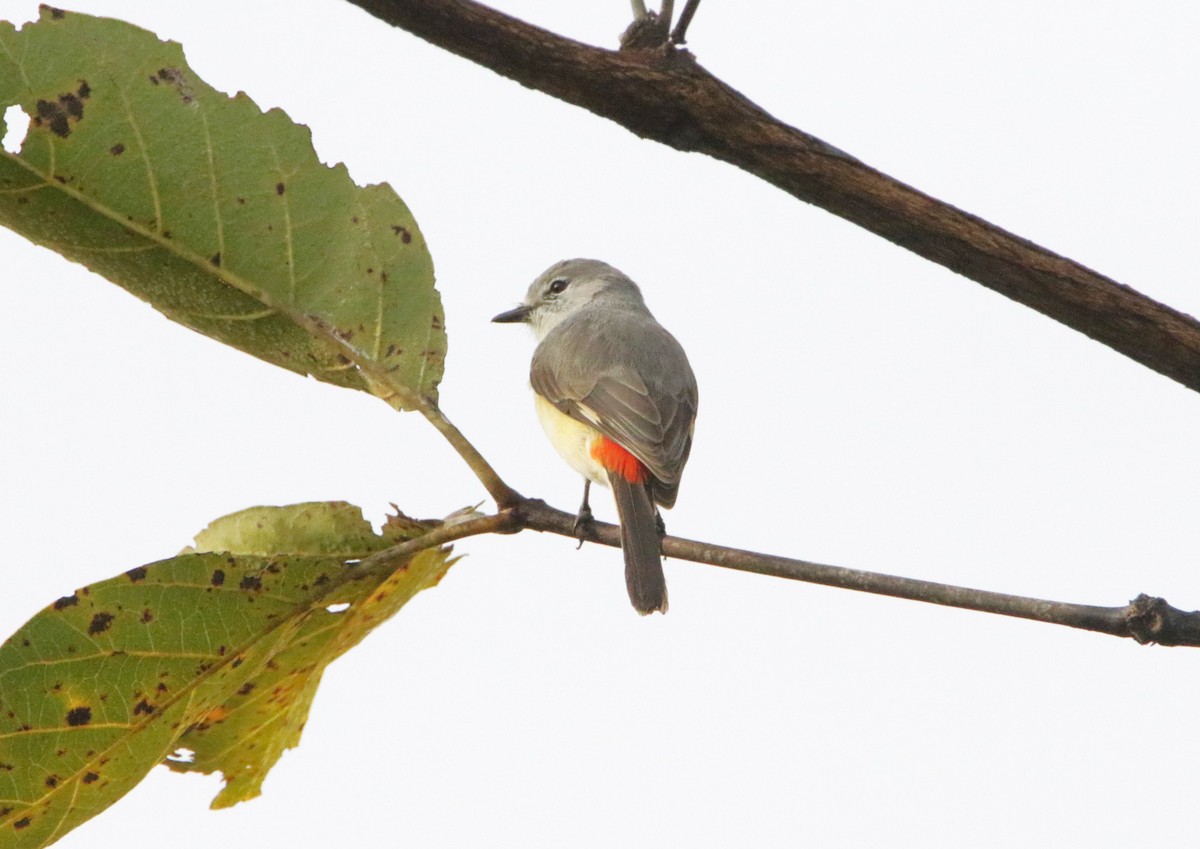 Zwergmennigvogel - ML647452124