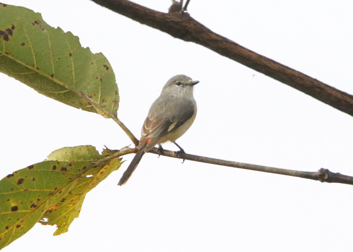 Zwergmennigvogel - ML647452125