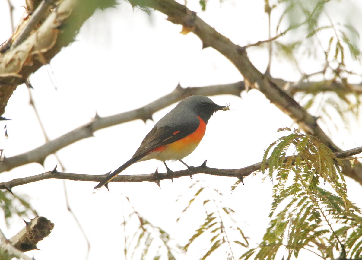 Zwergmennigvogel - ML647452126