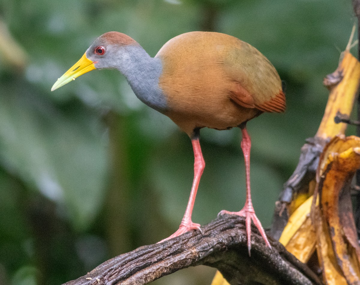 Russet-naped Wood-Rail - ML647452129