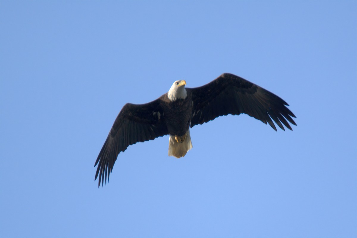 Bald Eagle - ML647452130