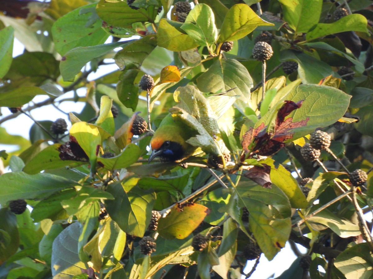 Golden-fronted Leafbird - ML647452132