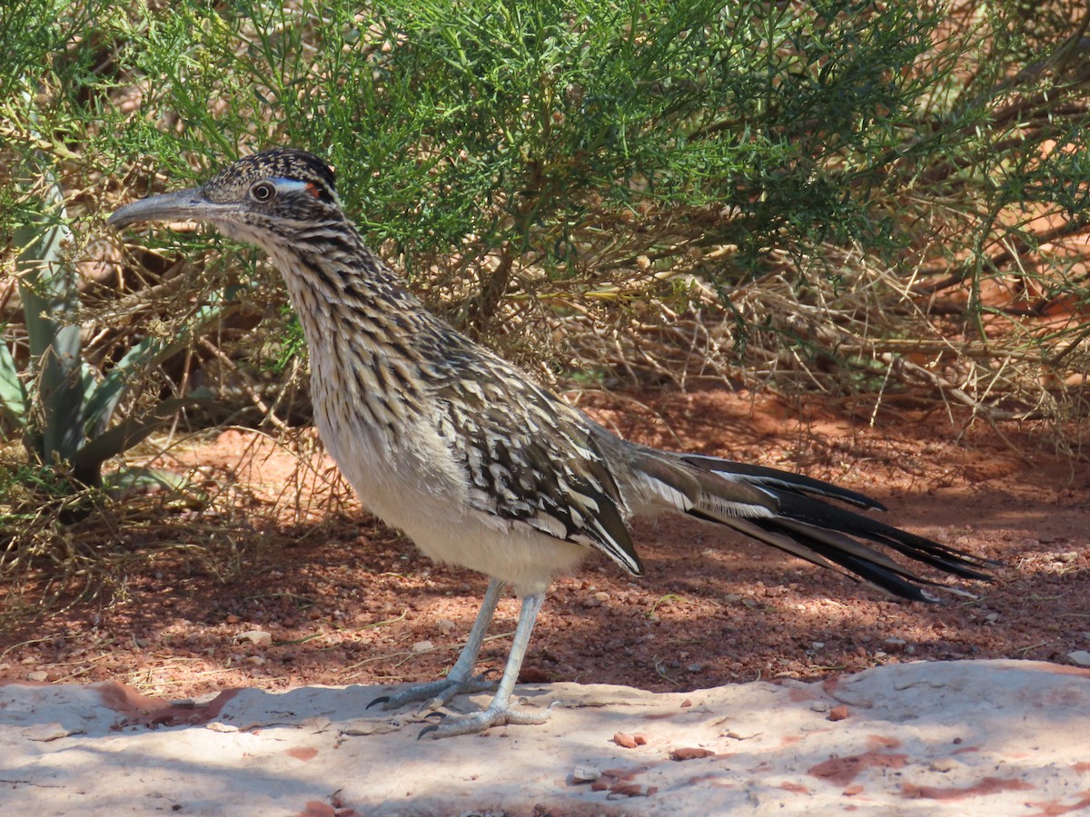 Grand Géocoucou - ML647452151