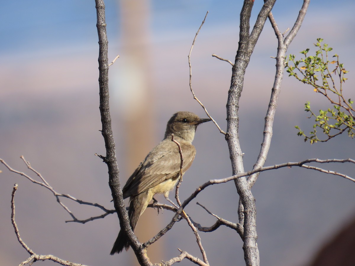Moucherolle à ventre roux - ML647452152