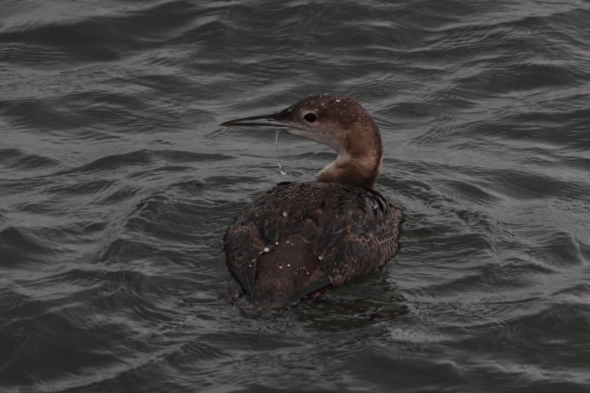 Common Loon - ML647452154