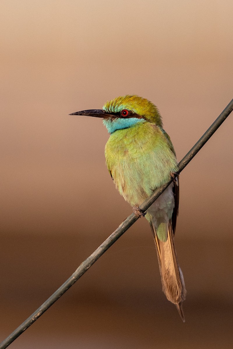 Blaukehl-Smaragdspint - ML647452159