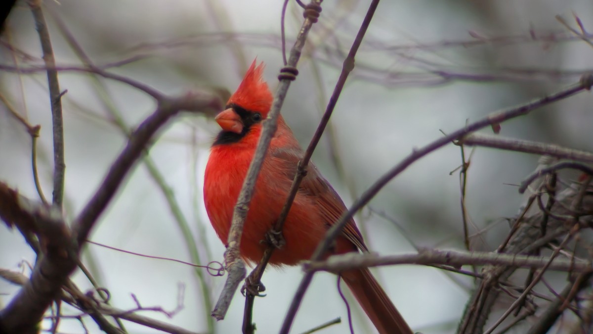 rødkardinal - ML647452160