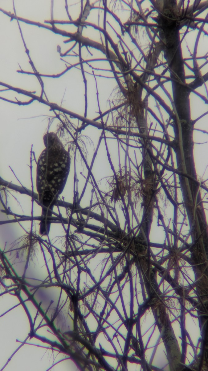 Cooper's Hawk - ML647452164