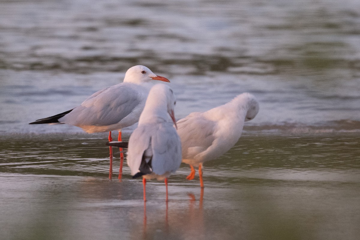 Slender-billed Gull - ML647452173