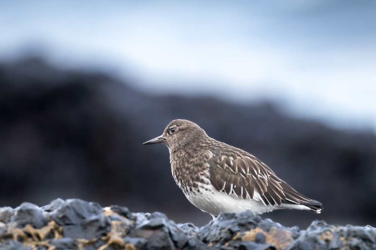 kamenáček černohlavý - ML647452184