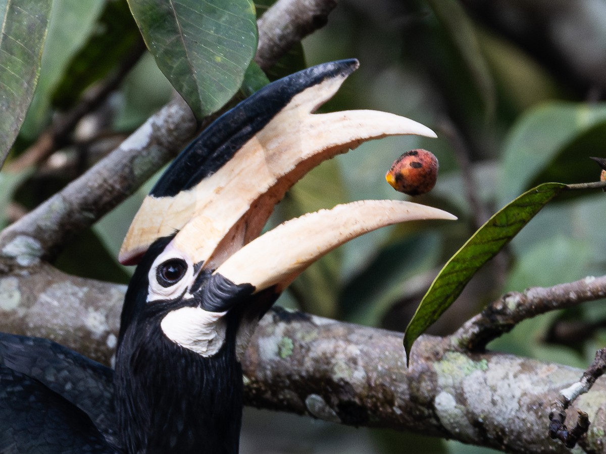 Malabar Pied-Hornbill - ML647452187