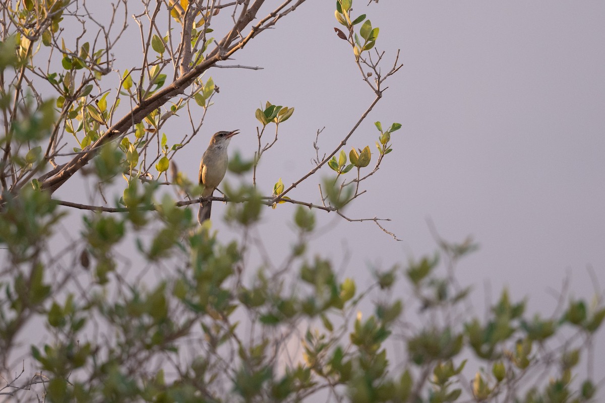 Clamorous Reed Warbler - ML647452228