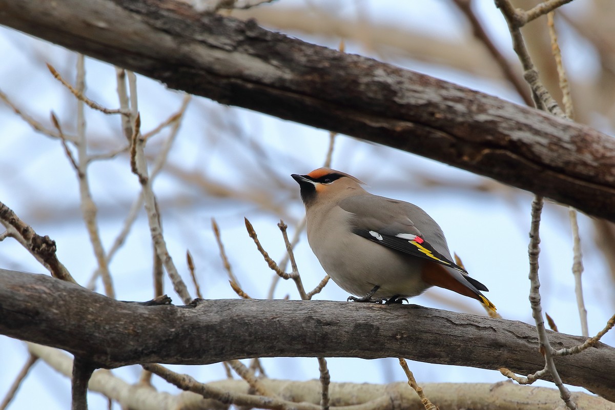 Bohemian Waxwing - ML647452233