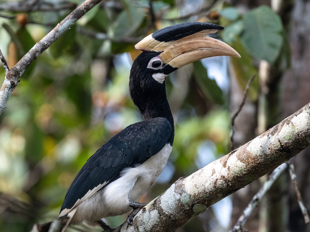 Malabar Pied-Hornbill - ML647452235