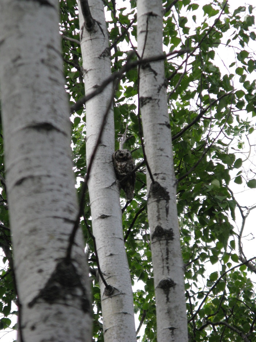 Boreal Owl - ML647452246