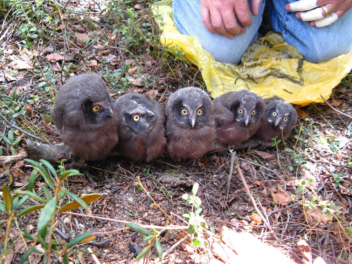 Boreal Owl - ML647452247