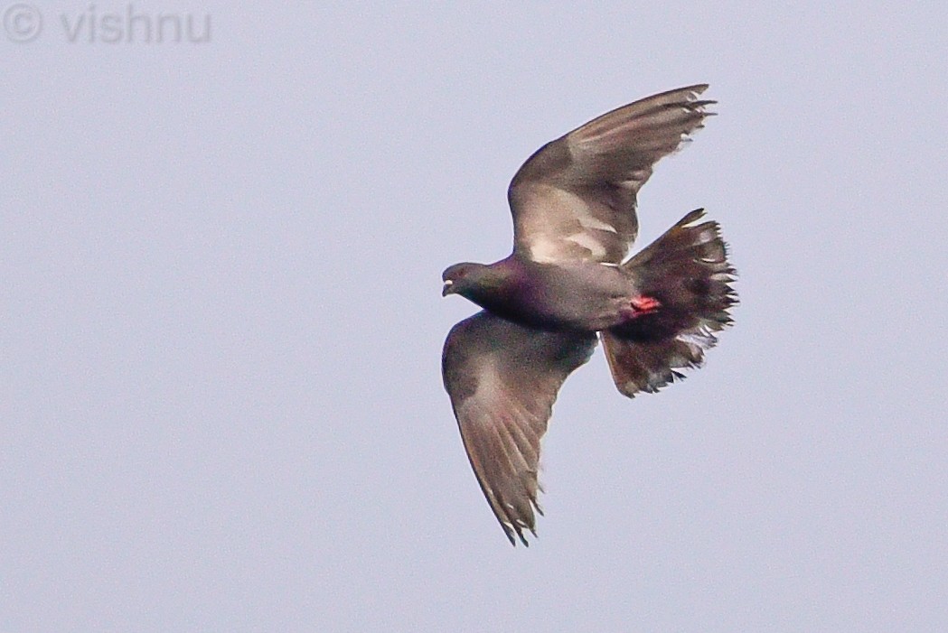 Kaya Güvercini (evcil tip) - ML647452253