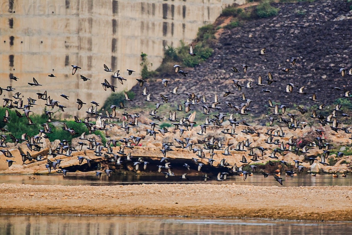 Kaya Güvercini (evcil tip) - ML647452256