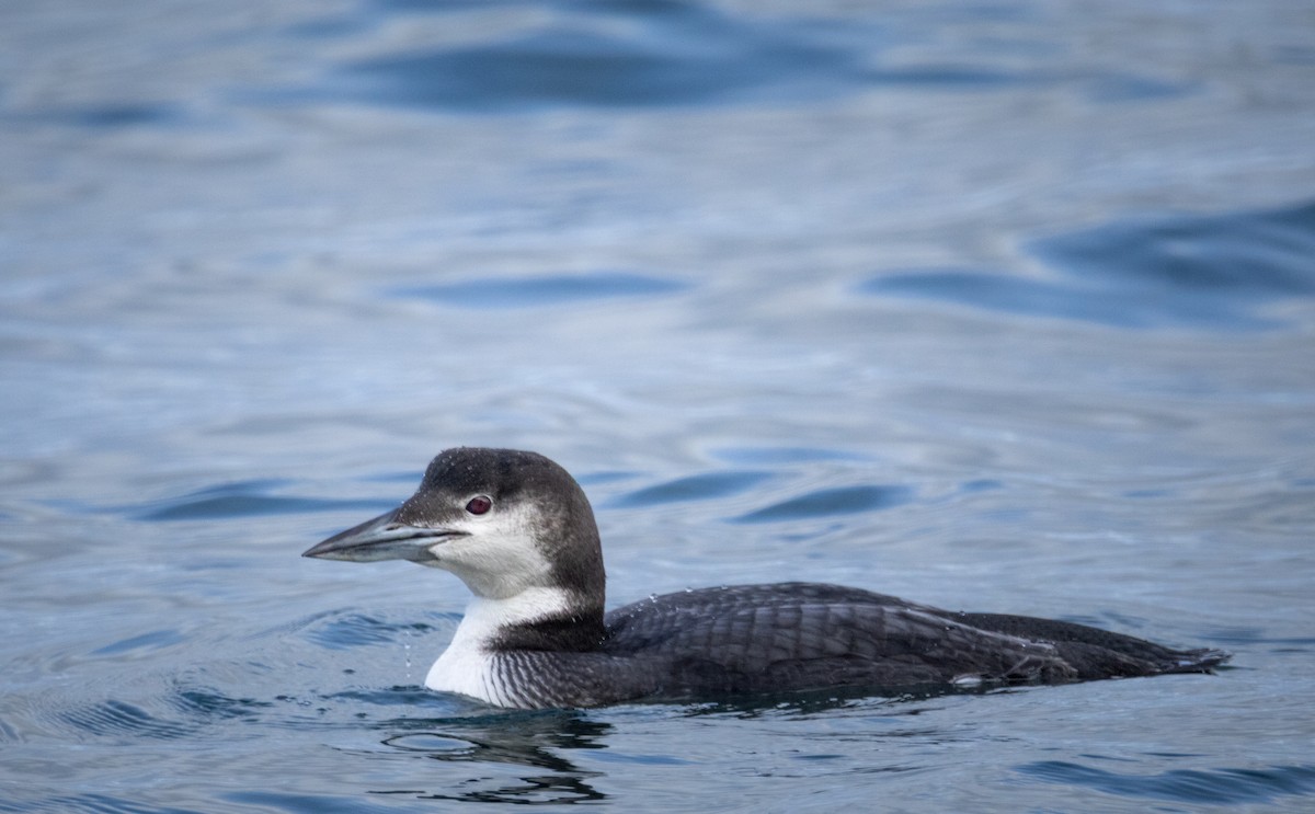 potáplice lední - ML647452278