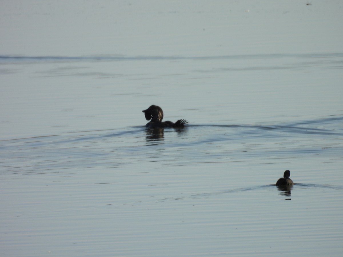 ニオイガモ - ML647452292