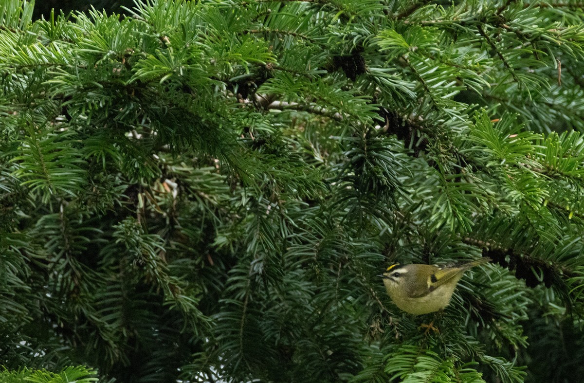 králíček zlatohlavý - ML647452335