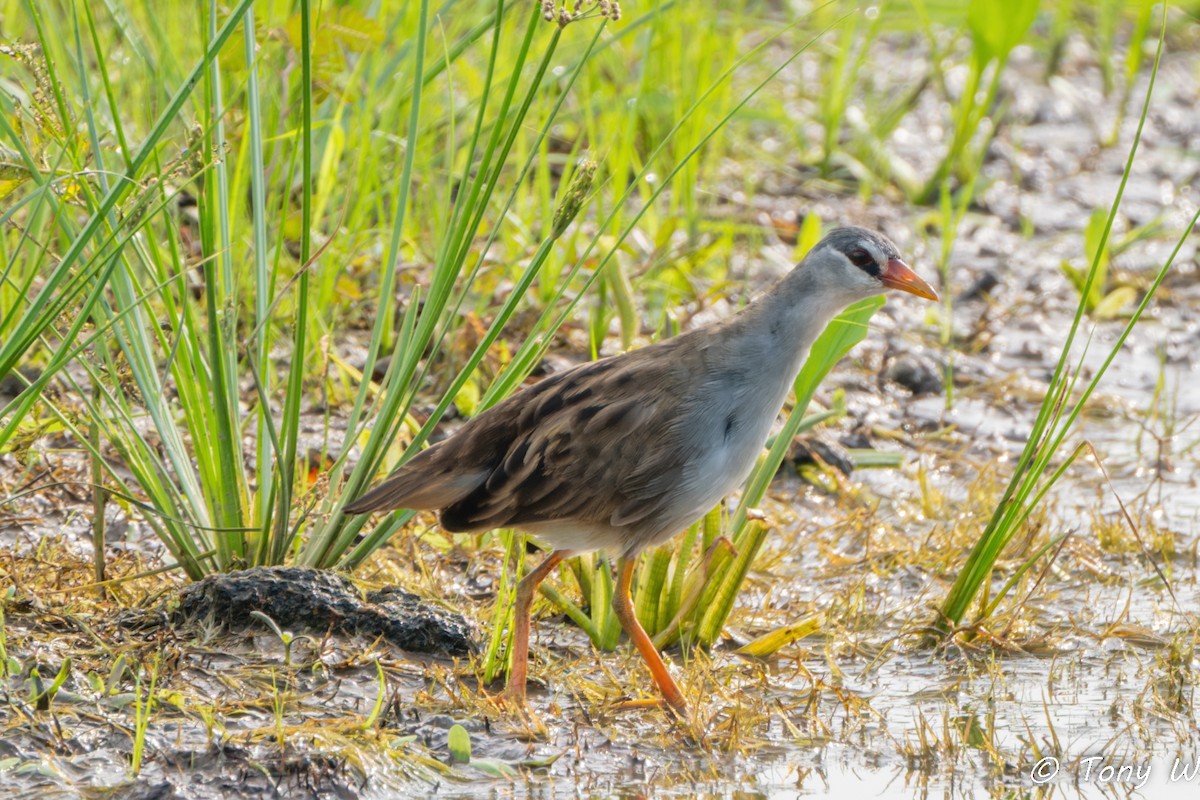 Polluela Cejiblanca - ML647452348