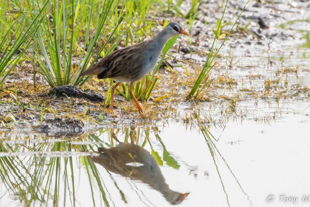 Polluela Cejiblanca - ML647452350