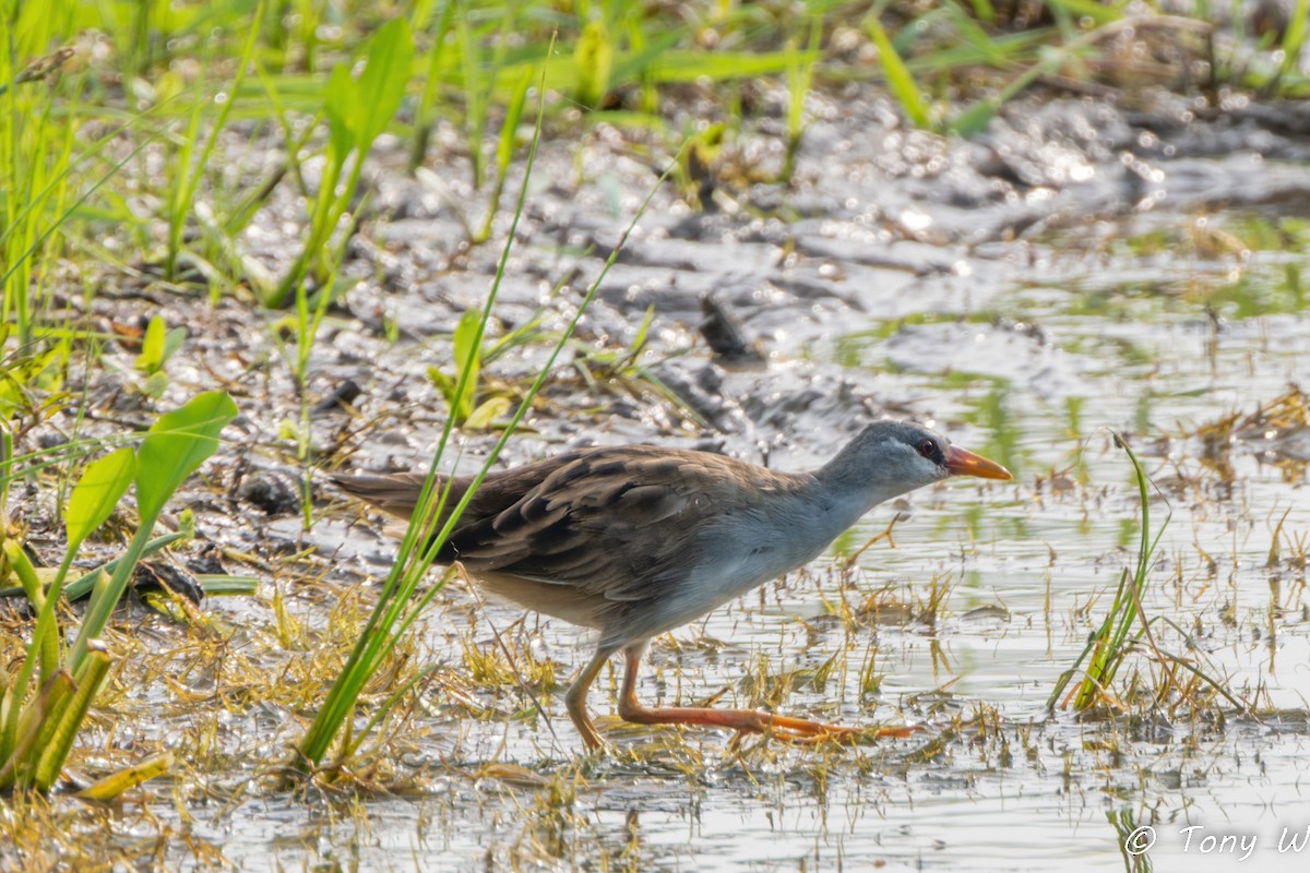 Polluela Cejiblanca - ML647452354