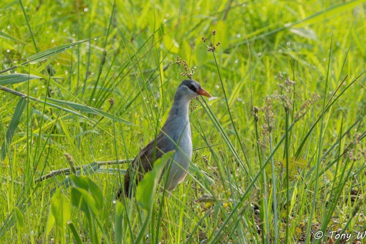 Polluela Cejiblanca - ML647452356
