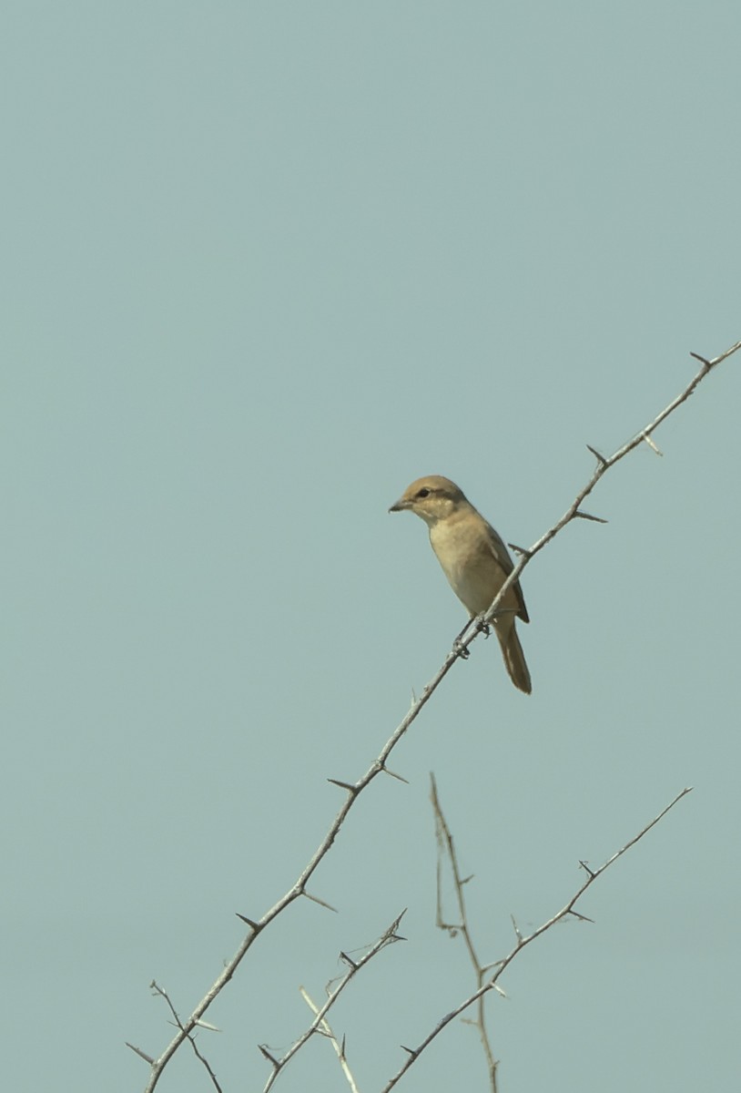 Isabelline Shrike - ML647452364