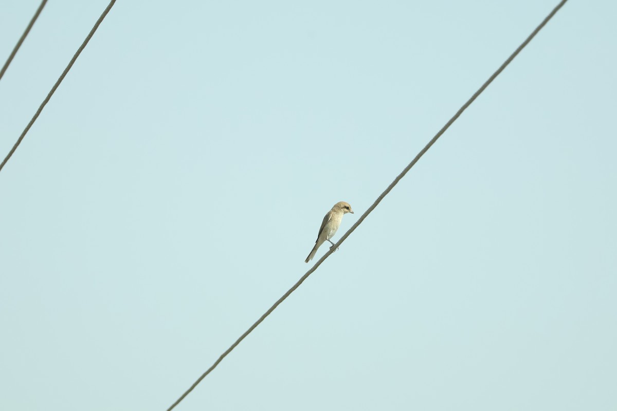 Isabelline Shrike - ML647452366