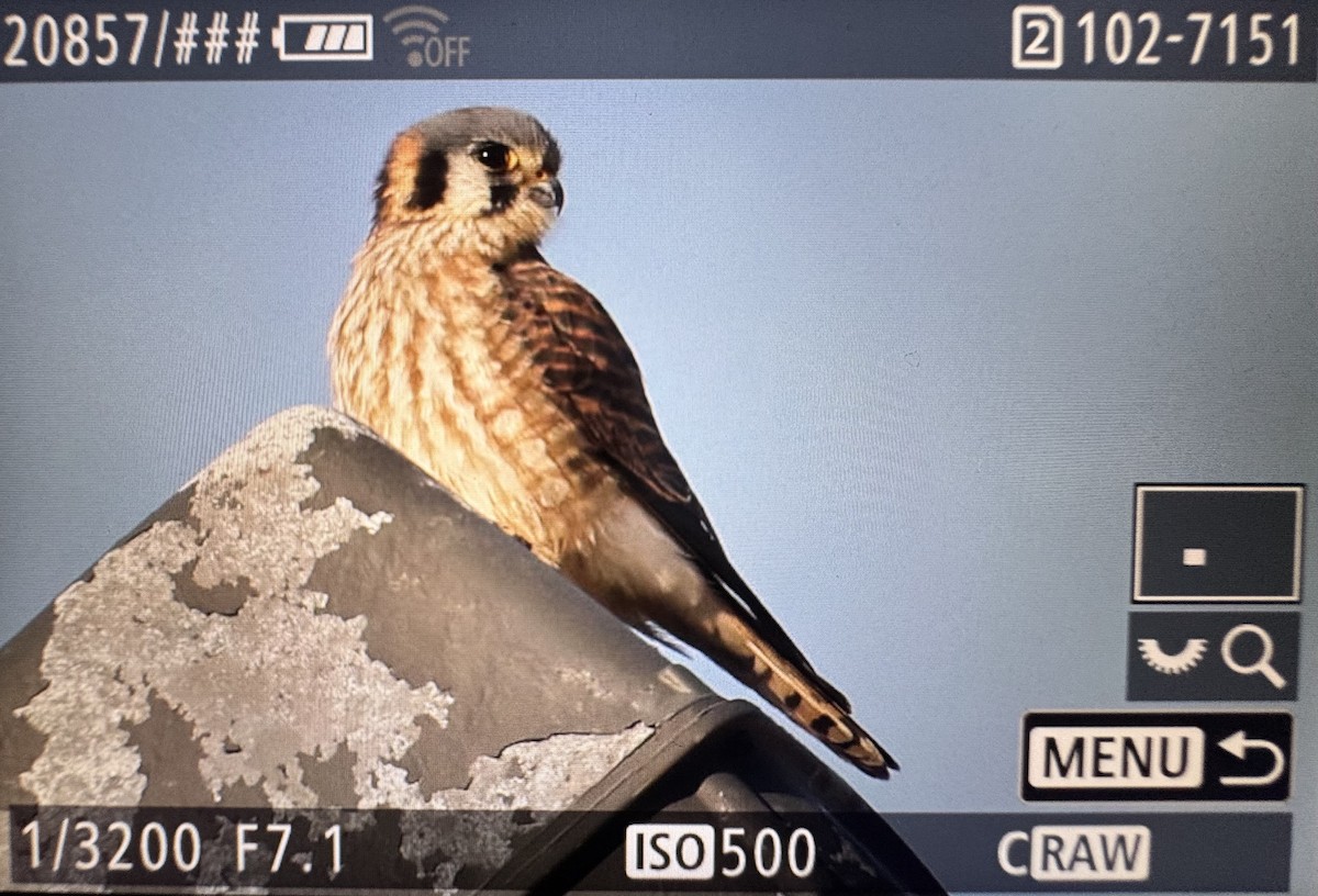 בז אמריקני - ML647452369