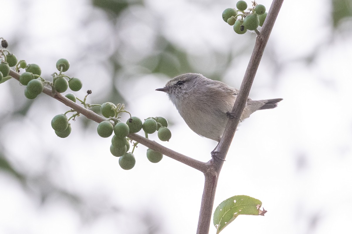 Plain Leaf Warbler - ML647452375